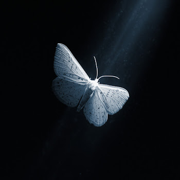 main img
