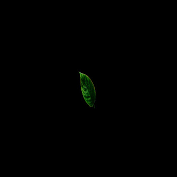 main img