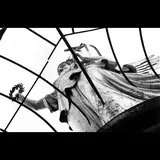 Antihoney — Dove (Doll Ver)