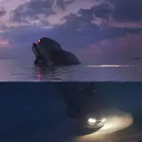 Cae — Rosé's Twilight
