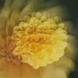 Jane Air — Париж