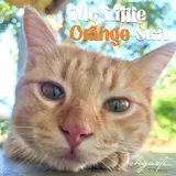 Ohgusti — My Little Orange Sun