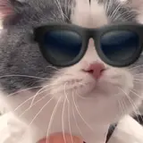 Pankid — Catsong (Remix)