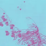 Sp Kowi — Shibuya