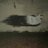 Stand High Patrol — A Seed A Day