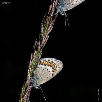 Danya Enigma