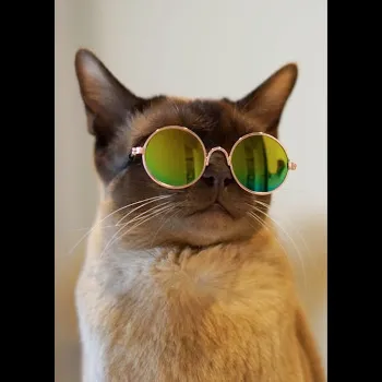 Dj Cat Stewie Mf Vybez