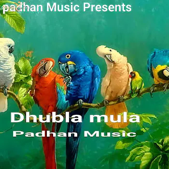 Padhan Music Dhubla Mula