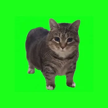 W&W Oiia Oiia (Spinning Cat) (Extended Mix)