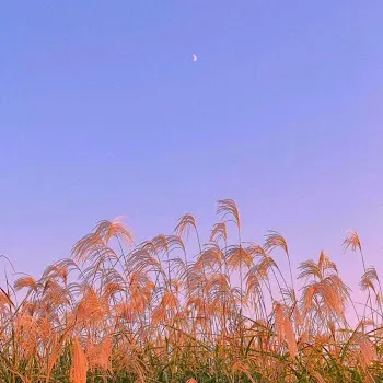Yagih Mael Dandelions (Lofi Remix)